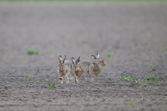 Group of three hares European hare (Lepus europaeus) on an open, dry field, Dümmer nature park