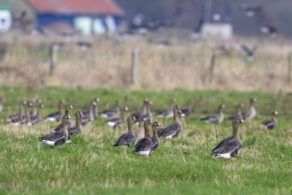 Large group of white-fronted geese (Anser albifrons) in a meadow with a cloudy sky in the