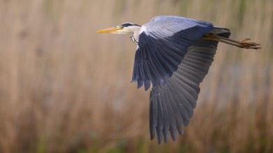 Grey heron (Ardea cinerea), also known as great white egret flies majestically over a field, its