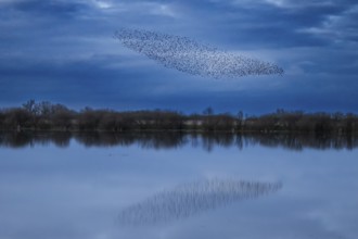 A flock of starlings (Sturnus vulgaris) flies over a calm body of water reflecting the sky, flock