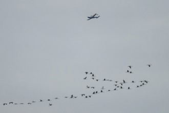 An airplane flies over a flock of birds flying in formation in the grey sky, Dümmer nature park