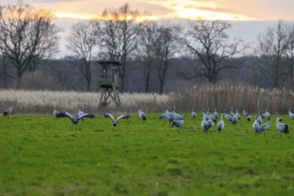 A group of cranes (Grus grus) in a meadow with a sunset in the background, cranes on a field in