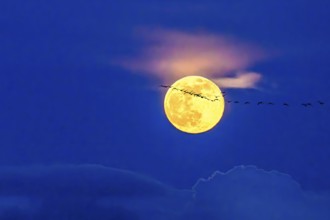 Full moon in the blue night sky with passing cranes (Grus grus) and light clouds, Full moon in the