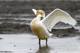 Whooper swan (Cygnus cygnus) spreads its wings in shallow water, Dümmer nature park Park, Lower