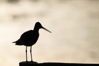 A bird silhouette of a black-tailed godwit (Limosa limosa) against a gentle sunset background,