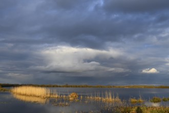 A lake with reeds under a dramatically cloudy sky at dusk, cloudy sky over a lake with reeds in