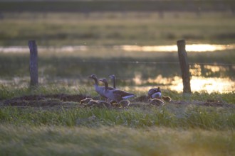 Greylag geese (Anser anser) with goslings move in the soft morning light in a meadow, Dümmer nature