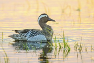 A garganey (Spatula querquedula, drake male animal swimming in a pond with reeds at sunset, Dümmer
