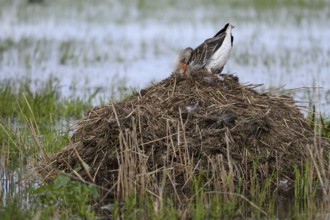A grey goose (Anser anser) sits on its nest of dry reeds surrounded by water Dümmer nature park
