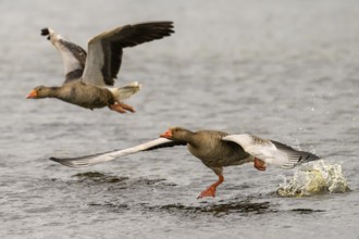 Two grey geese (Anser anser) start their flight just above the water surface, Dümmer nature park
