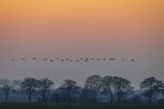 A line of cranes (Grus grus) flies over trees at dusk, Dümmer nature park Park, Lower Saxony,