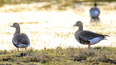 Two white-fronted geese (Anser albifrons) on a grassy, flooded meadow, Dümmer nature park Park,