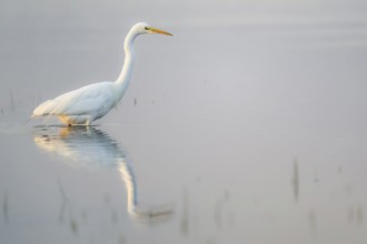 A Great Egret (Egretta alba, Ardea alba) stands in the water, its reflection visible, in a tranquil