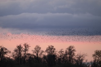 Flock of starlings (Sturnus vulgaris) flying over trees at sunrise, Dümmer nature park Park, Lower