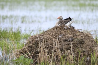 A grey goose (Anser anser) sits quietly on a nest on your Bisamburg, which is surrounded by water,