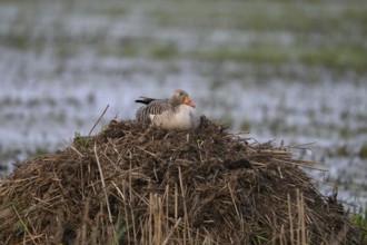 A grey goose (Anser anser) sits quietly on a nest on a bisamburg surrounded by water, A goose sits