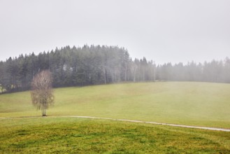 Coniferous forest, meadow, unpaved road, free-standing tree, foggy, dreary, rainy, fog, cloudy,