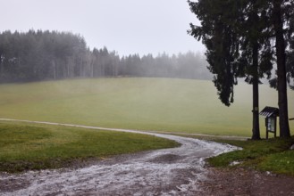 Coniferous forest, meadow, dirt road, curve, rainy, foggy, fog, dreary, cloudy, broad plain,