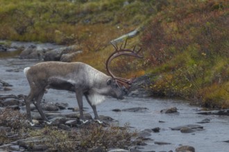 Reindeer bull (Rangifer tarandus) crossing a river in the tundra, rut, autumn, Sweden