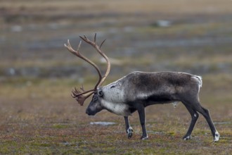 A reindeer bull (Rangifer tarandus) walks across the autumn tundra during the rut, rut, autumn,