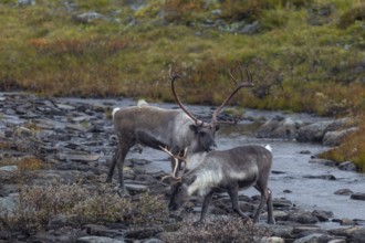 Reindeer bull (Rangifer tarandus) follows a female to test her readiness to mate, rut, autumn,