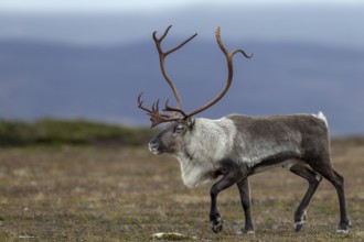A reindeer bull (Rangifer tarandus) during the rut in search of females, rut, autumn, Sweden