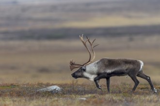 With its head bowed, the reindeer bull (Rangifer tarandus) moves towards an opponent, rut, autumn,