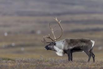 After a short breather, the reindeer bull (Rangifer tarandus) follows its herd, rut, autumn, Sweden