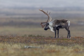 A reindeer bull (Rangifer tarandus) stands exhausted in the tundra, the rut is a strenuous time,