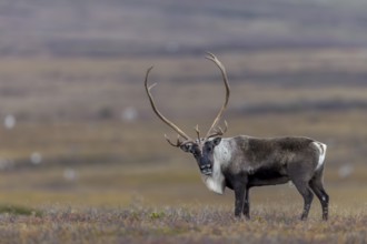 The antlers of reindeer bulls (Rangifer tarandus) can reach a considerable size, rut, autumn,