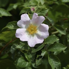 Dog rose (Rosa canina), wild rose, rose hip, blossom, Wilnsdorf, North Rhine-Westphalia, Germany
