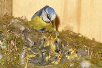 Blue tit (Cyanistes caeruleus) feeding the young in the nest, Wilnsdorf, North Rhine-Westphalia,