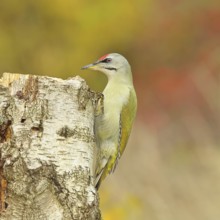 Grey-headed woodpecker (Picus canus), male sitting on a tree stump at the edge of the forest,