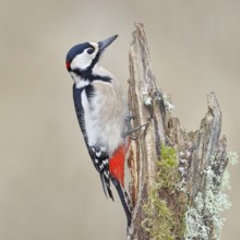 Great spotted woodpecker (Dendrocopos major), male, foraging on a tree stump overgrown with moss