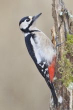 Great spotted woodpecker (Dendrocopos major), male, foraging on a tree stump overgrown with moss