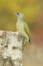 Grey-headed woodpecker (Picus canus), male sitting on a tree stump at the edge of the forest,