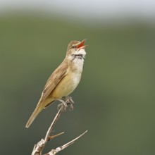 Great Reed Warbler (Acrocephalus arundinaceus), with open beak, singing, twittering, sitting on a