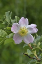Dog rose (Rosa canina), wild rose, rose hip, blossom, Wilnsdorf, North Rhine-Westphalia, Germany