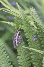 Short-cloaked moth (Nola cucullatella), also known as hedge grey moth or hedge small bear, is a