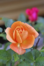 Rose blossom (Rosa sp.), orange flower, in a garden, Wilnsdorf, North Rhine-Westphalia, Germany