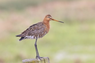 Black-tailed godwit (limosa limosa), on a perch, on a fence post, snipe birds, wildlife, nature
