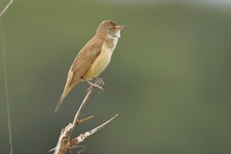 Great Reed Warbler (Acrocephalus arundinaceus), sitting on a twig, singing station, natural