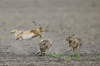 Hare European hare (Lepus europaeus) jumping next to its conspecifics in an open field in rapid