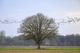 Lone oak tree (Quercus robur) with flock of birds in the sky, Dümmer nature park Park, Lower