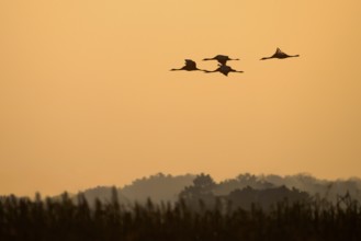 Cranes (Grus grus) flying towards the horizon over a tree-lined landscape, Dümmer nature park Park,