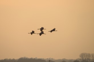 Formation of cranes (Grus grus) in flight over a bright evening sky, Dümmer nature park Park, Lower