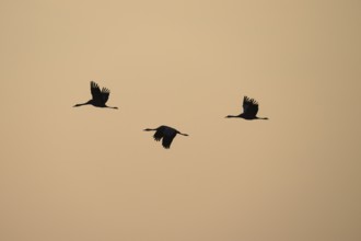 Three cranes (Grus grus) flying at a steady pace against the evening sky, Dümmer nature park Park,