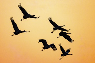 Cranes (grus grus) in V-formation in the orange-coloured sky, Dümmer nature park Park, Lower