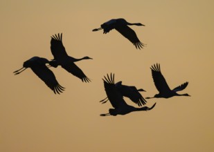 Cranes (Grus grus) flying at sunset, silhouettes against orange sky, Dümmer nature park Park, Lower