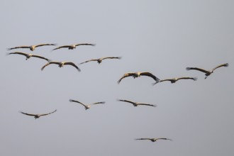 Cranes (grus grus) flying in formation against a cloudless sky, Dümmer nature park Park, Lower